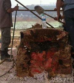 开棺完整版在线观看,揭秘古墓之谜,惊悚悬疑在线大揭秘 第3张 开棺完整版在线观看,揭秘古墓之谜,惊悚悬疑在线大揭秘 第3张